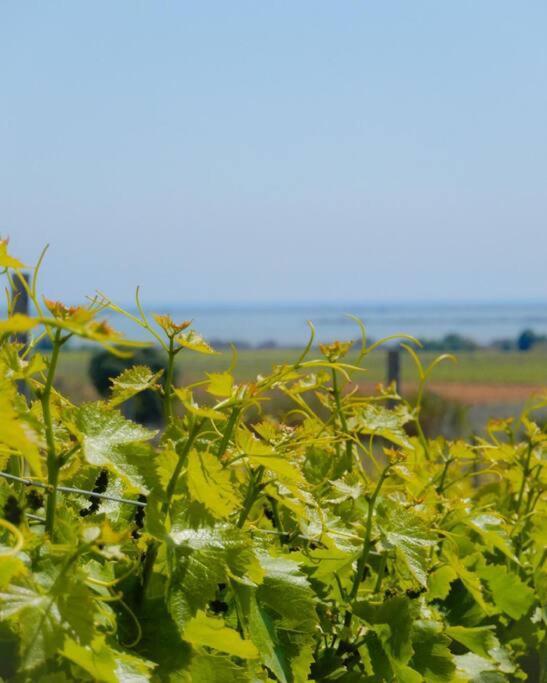 La Maison Des Vendangeurs Canet-en-Roussillon Εξωτερικό φωτογραφία